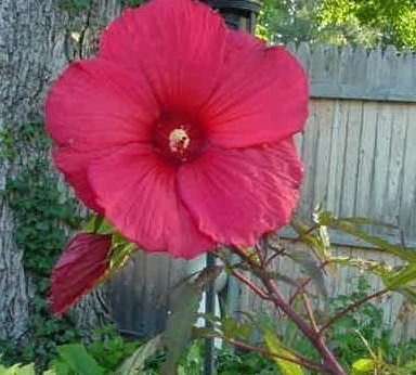 Hardy Hibiscus, Rose Mallow, Swamp Mallow Fireball