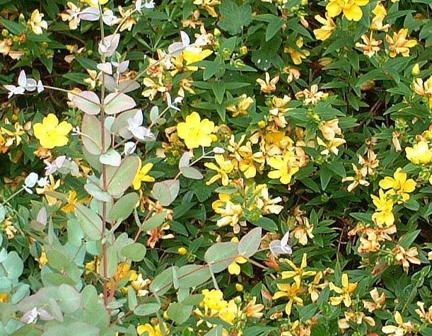 Hypericum, St. Johns Wort, St. Johnswort Hidcote