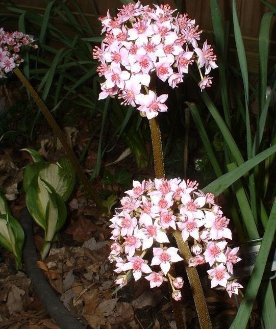 Umbrella Plant, Indian Rhubarb