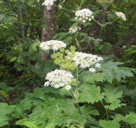 Heracleum Species, Alaskan Cow Parsnip, Common Cowparsnip