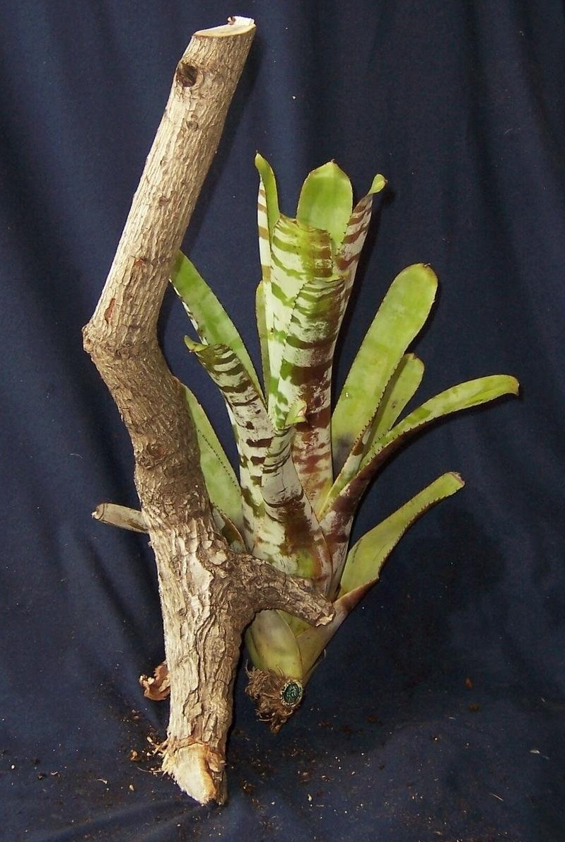 Aechmea Bromeliad Species, Urn Plant