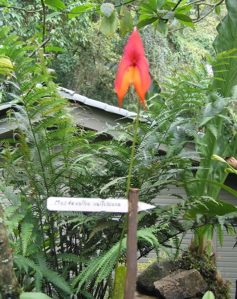 Species Orchid Veitchs Masdevallia