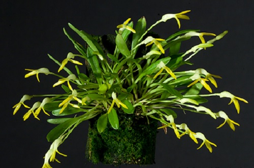 Species Orchid Venezuelan Masdevallia