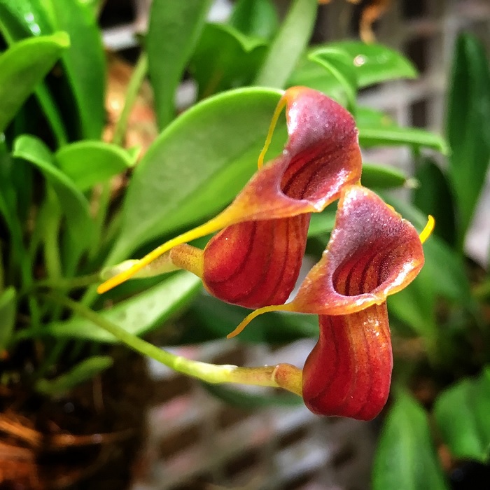 Species Orchid Small-Bellied Masdevallia