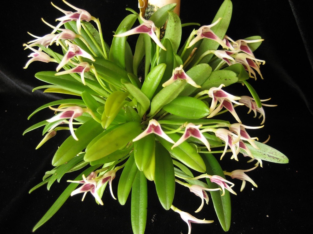 Species Orchid Wendlands Masdevallia