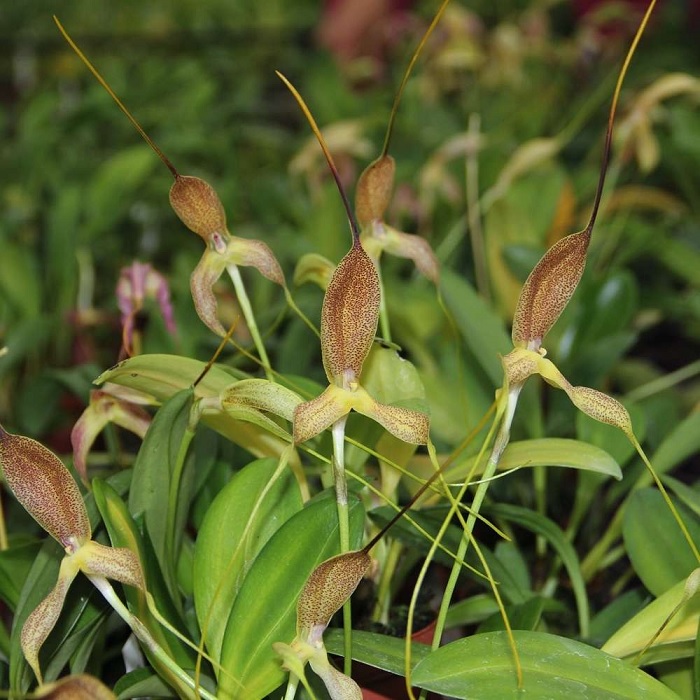 Species Orchid Wurdacks Masdevallia