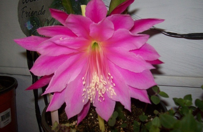 Hybrid Epiphyllum Orchid Cactus Epicactus Space Rocket