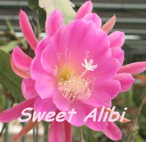 Hybrid Epiphyllum Orchid Cactus Epicactus Sweet Alibi