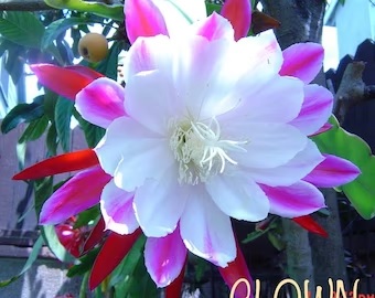 Hybrid Epiphyllum Orchid Cactus Epicactus Wrayii