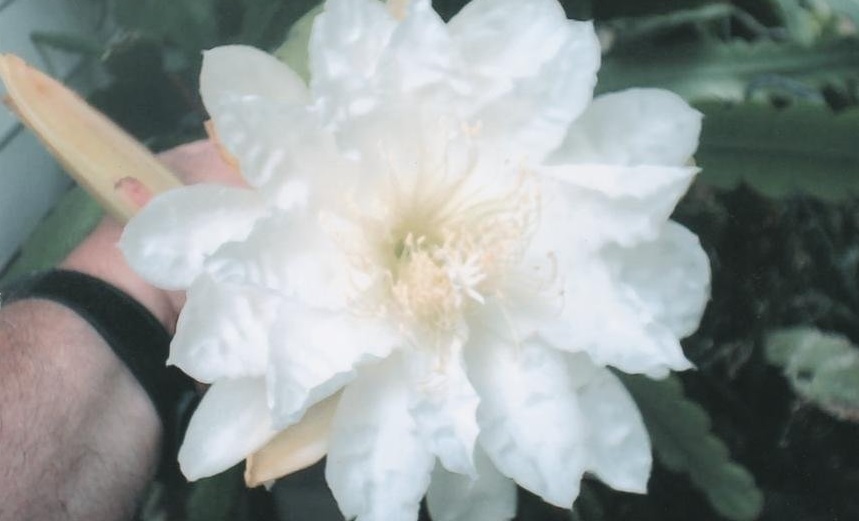 Hybrid Epiphyllum Orchid Cactus Epicactus Beyond Desire