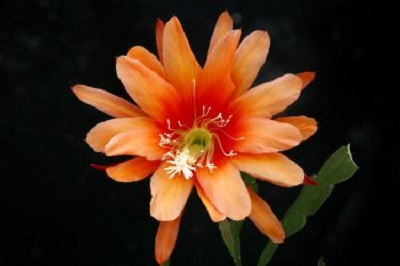 Hybrid Epiphyllum Epicactus Albolaza Orchid Cactus