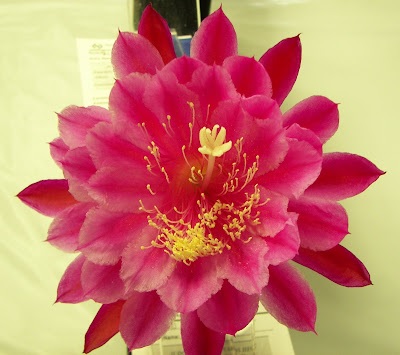 Hybrid Epiphyllum Epicactus Ethel Hurst Orchid Cactus