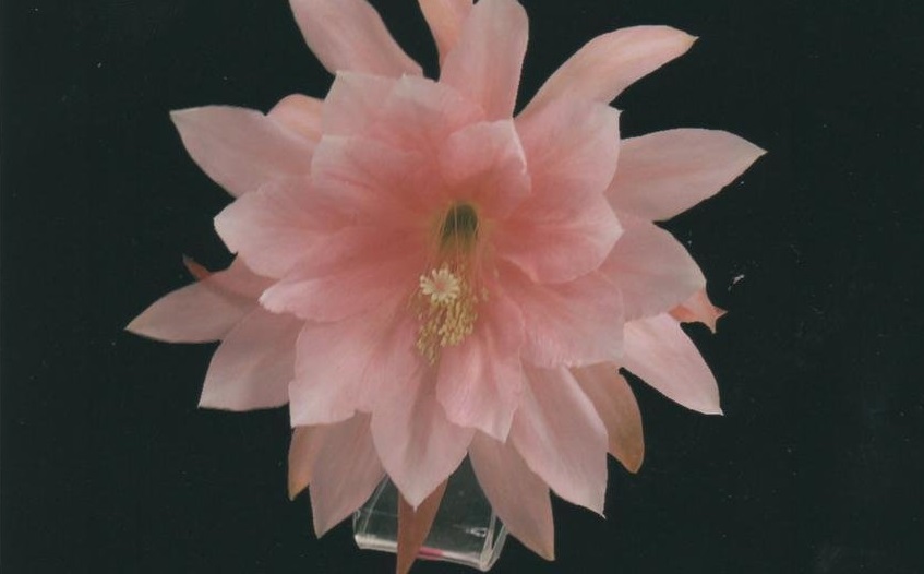 Hybrid Epiphyllum Epicactus San Francisco Orchid Cactus