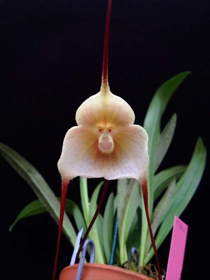 Species Orchid Amalias Dracula