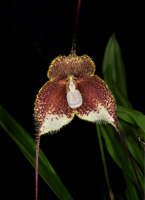 Species Orchid Clever Dracula