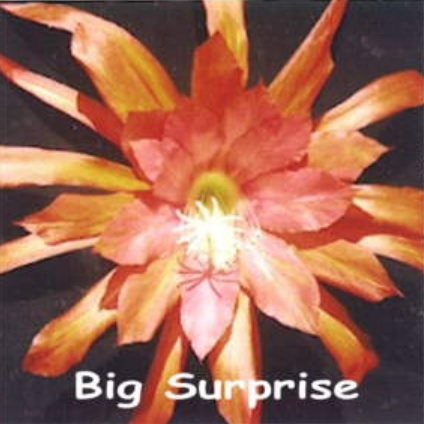 Hybrid Epiphyllum Epicactus Big Surprise Orchid Cactus