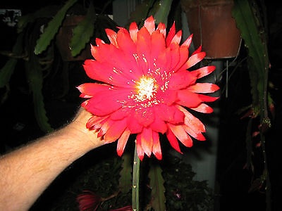 Hybrid Epiphyllum Epicactus Bob Grimshaw Orchid Cactus