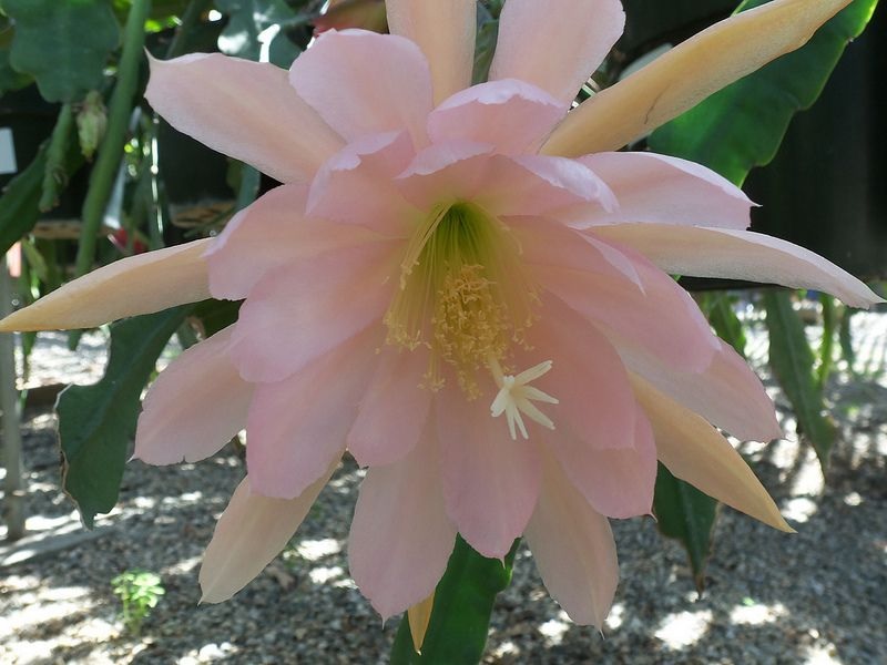 Hybrid Epiphyllum Epicactus Bronze Star Orchid Cactus