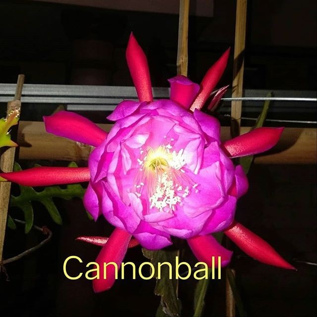 Hybrid Epiphyllum Epicactus Cannon Ball Orchid Cactus