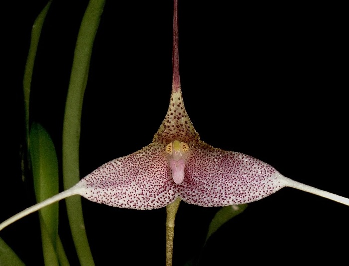 Species Orchid Berthas Dracula