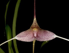 Species Orchid Bertha's Dracula