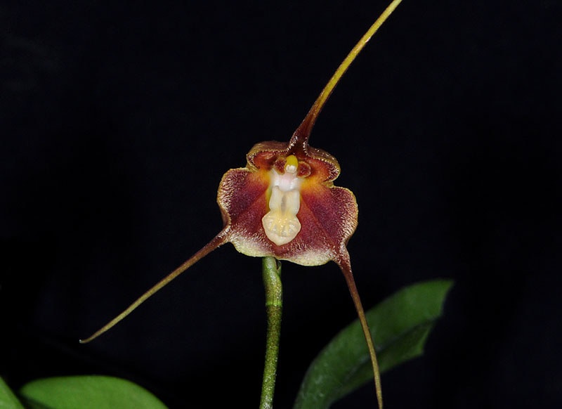 Species Orchid Brangers Dracula