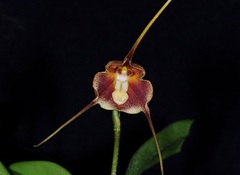 Species Orchid Branger's Dracula