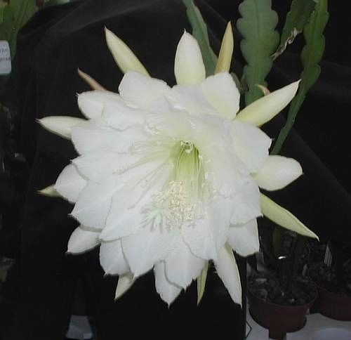 Hybrid Epiphyllum Epicactus College Queen Orchid Cactus
