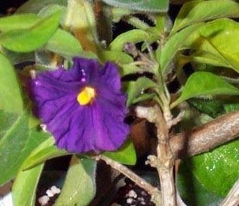 Lycianthes Species, Blue Potato Bush, Paraguay Nightshade, Blue Lycianthes