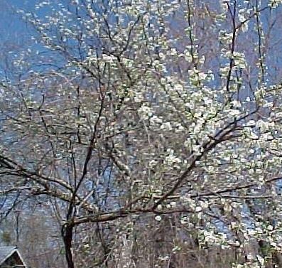 Wild Plum, American Plum, Goose Plum