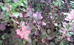 Berberis, Japanese Barberry Atropurpurea