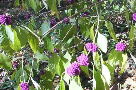 Callicarpa Species, Beauty Berry, Purple Beautyberry