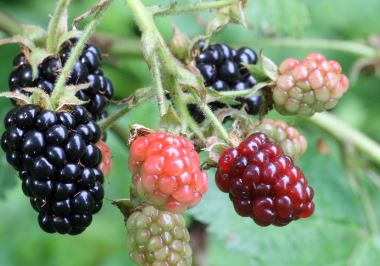 Rubus Species, Bramble, Wild Blackberry