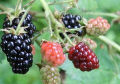 Rubus Species, Bramble, Wild Blackberry