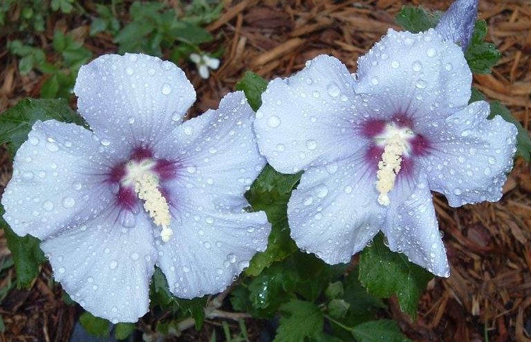 Hibiscus, Rose of Sharon, Shrub Althea Blue Satin