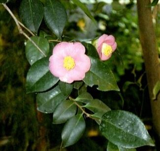 Camellia Species, Common Camellia, Japanese Camellia