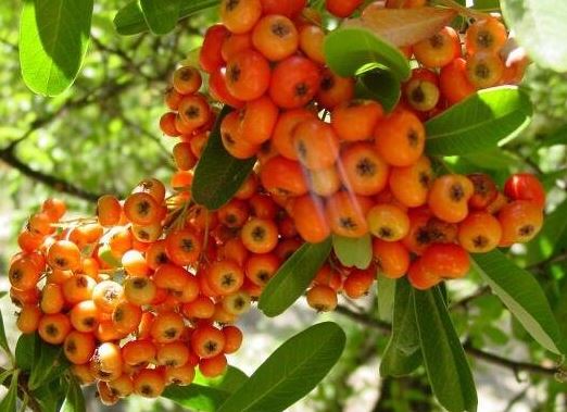 Pyracantha Species, Red Firethorn, Scarlet Firethorn
