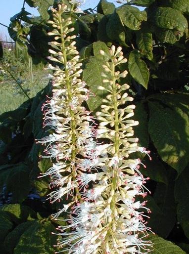 Aesculus Species, Bottlebrush Buckeye