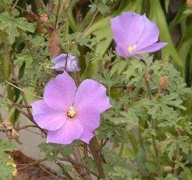 Hibiscus Species, Australian Mallow, Blue Hibiscus
