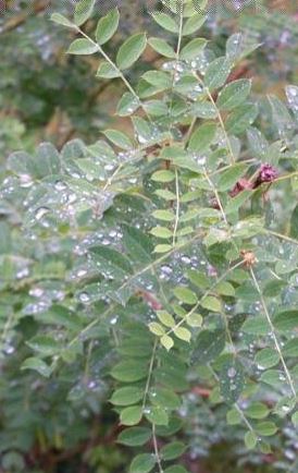 Caragana Species, Black Karagana, Siberian Pea Tree, Yellow Acacia