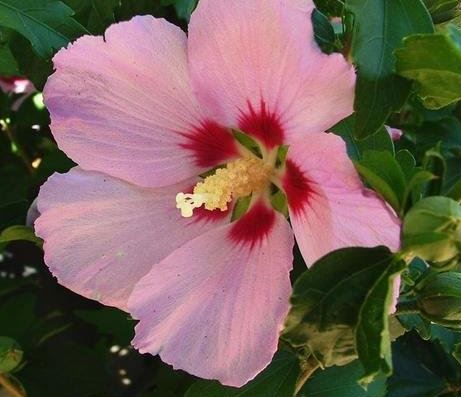 Hibiscus, Rose of Sharon, Shrub Althea Aphrodite