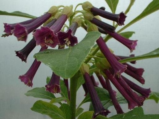 Iochroma Species, Tubeflower, Violet Churur