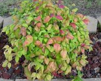 Nandina, Dwarf Nandina, Dwarf Heavenly Bamboo Monfar