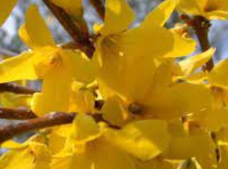 Forsythia Hybrid Species, Border Forsythia