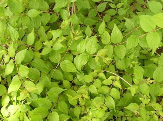 Kolkwitzia, Beauty Bush, Beautybush Dream Catcher