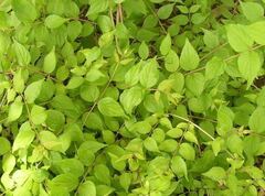 Kolkwitzia, Beauty Bush, Beautybush 'Dream Catcher'