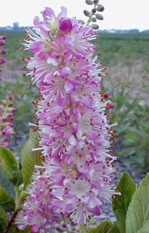Clethra, Summersweet, Sweet Pepper Bush Ruby Spice