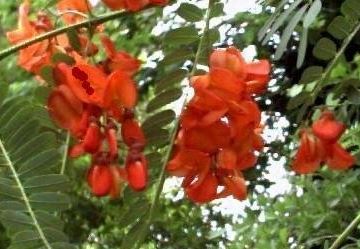 Sesbania Species, False Poinciana, Purple Sesbane, Rattlebox, Scarlet Wisteria
