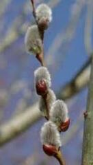 Salix Species, American Pussy-willow, Glaucous Willow, Pussy Willow
