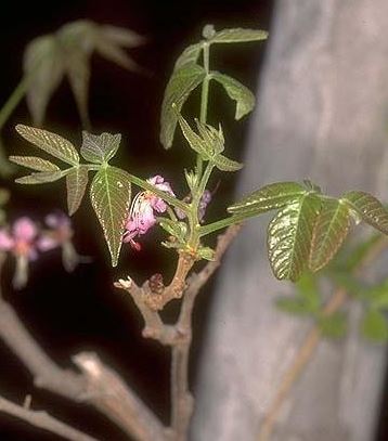 Ungnadia Species, Canyon Buckeye, Mexican Buckeye, Monillo, Spanish Buckeye